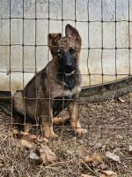 German Shepherd Puppies for sale in  TN, Tennessee. price: $250