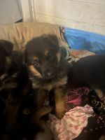 German Shepherd Puppies for sale in Muncie, Indiana. price: $800