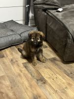 German Shepherd Puppies for sale in Heartland, TX 75126, USA. price: $500