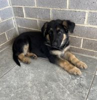 German Shepherd Puppies for sale in Maitland, New South Wales. price: $2,000