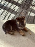 AKC GERMAN SHEPHERD PUPPIES