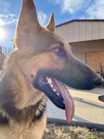 AKC GERMAN SHEPHERD PUPPIES