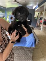German Shepherd Puppies for sale in Brisbane, Queensland. price: $1,500