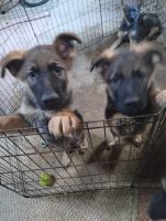 German Shepherd Puppies for sale in Springville, Alabama. price: NA