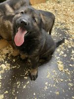 German Shepherd Puppies for sale in Clearwater, MN, USA. price: NA