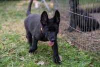 German Shepherd Puppies for sale in Jacksonville, Florida. price: $750