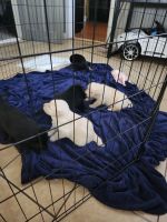 German Shepherd Puppies for sale in San Antonio, TX 78204, USA. price: $75