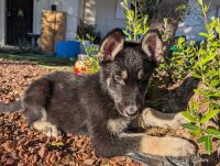 German Shepherd Puppies for sale in Phoenix, Arizona. price: $700