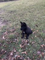 German Shepherd Puppies for sale in Prattville, AL, USA. price: $450
