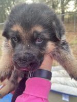 German Shepherd Puppies for sale in Douglas, Georgia. price: NA