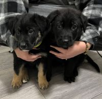 German Shepherd Puppies for sale in Spokane, Washington. price: $600