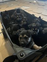 German Shepherd Puppies for sale in Kingwood, Texas. price: NA