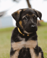 German Shepherd Puppies for sale in Mason, Michigan. price: $1,500