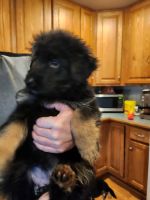 German Shepherd Puppies for sale in Monroe, Michigan. price: $800