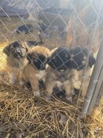 German Shepherd Puppies for sale in Cottonwood Falls, Kansas. price: NA