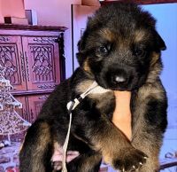 German Shepherd Puppies for sale in Boca Raton, Florida. price: $3,000
