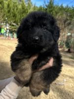 German Shepherd Puppies for sale in Lilburn, GA 30047, USA. price: $1,700