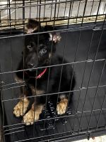 German Shepherd Puppies for sale in San Antonio, Texas. price: $350