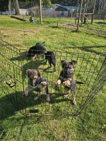 German Shepherd Puppies for sale in Shelton, Washington. price: $300