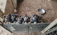 German Shepherd Puppies for sale in Liberty, North Carolina. price: $350