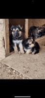 German Shepherd Puppies Photos