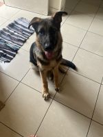 German Shepherd Puppies for sale in North Parramatta, New South Wales. price: $600