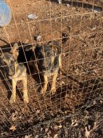 German Shepherd Puppies for sale in Greensboro, North Carolina. price: $200