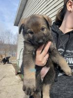 German Shepherd Puppies for sale in Sauk Centre, Minnesota. price: $800