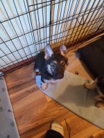 German Shepherd Puppies for sale in Co Rd P, Wisconsin, USA. price: $300