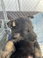 German Shepherd Puppies for sale in Orlando, Florida. price: $1,000
