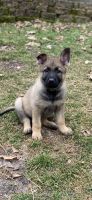 German Shepherd Puppies for sale in Mays Landing, Hamilton, NJ 08330, USA. price: $1,500