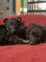 German Shepherd Puppies for sale in Fort Wayne, Indiana. price: $500