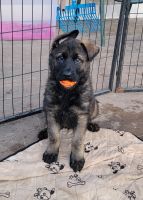 German Shepherd Puppies for sale in Minneapolis, MN, USA. price: $1,750
