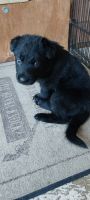 German Shepherd Puppies for sale in Titusville, Florida. price: $1,000