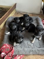 German Shepherd Puppies for sale in Hays, North Carolina. price: $500