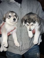 German Shepherd Puppies for sale in San Francisco, California. price: $300