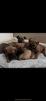 German Shepherd Puppies for sale in Yelm, Washington. price: $275