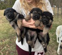 German Shepherd Puppies for sale in Edwardsville, Illinois. price: $1,000