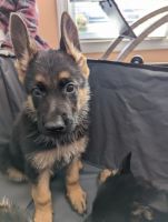 German Shepherd Puppies for sale in Strawberry Plains, TN 37871, USA. price: $300