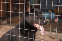 German Shepherd Puppies for sale in San Jose, California. price: $1,800