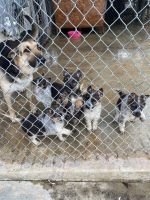 German Shepherd Puppies for sale in Tulare, California. price: $100