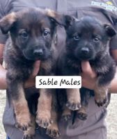 German Shepherd Puppies for sale in Florence, South Carolina. price: $750