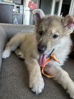 German Shepherd Puppies for sale in Stuart, Florida. price: $850