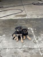 German Shepherd Puppies for sale in Fairfield, New South Wales. price: $500