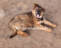 German Shepherd Puppies for sale in Morrilton, Arkansas. price: $850