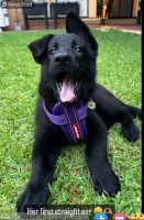 German Shepherd Puppies for sale in Strathpine, Queensland. price: $2,600