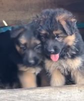 German Shepherd Puppies for sale in Osmanabad, Maharashtra. price: 15,000 INR