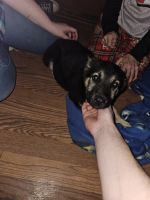 German Shepherd Puppies for sale in Ironton, OH, USA. price: $10,000