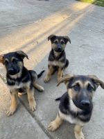 German Shepherd Puppies for sale in Sacramento, California. price: $350