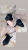 German Shepherd Puppies for sale in Delta, Ohio. price: $700